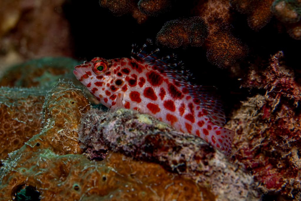 Pixy Hawkfish in a marine aquarium