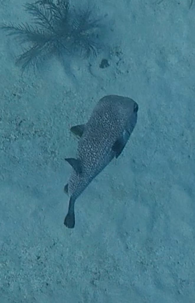 Porcupinefish in a marine aquarium