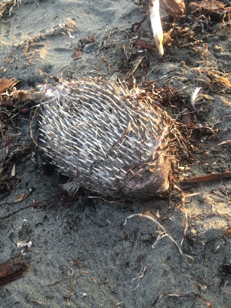 Porcupinefish in a marine aquarium