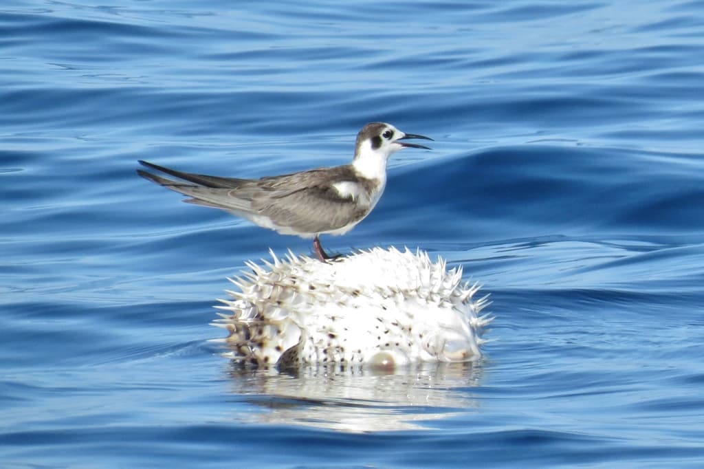 Porcupinefish swimming in marine aquarium