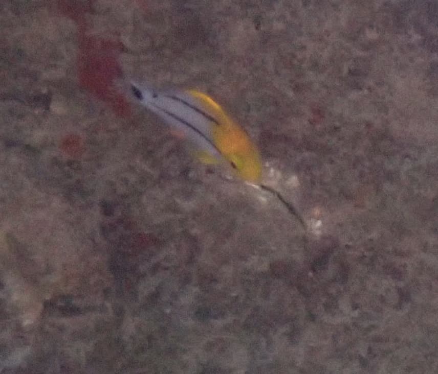 Porkfish in a marine aquarium