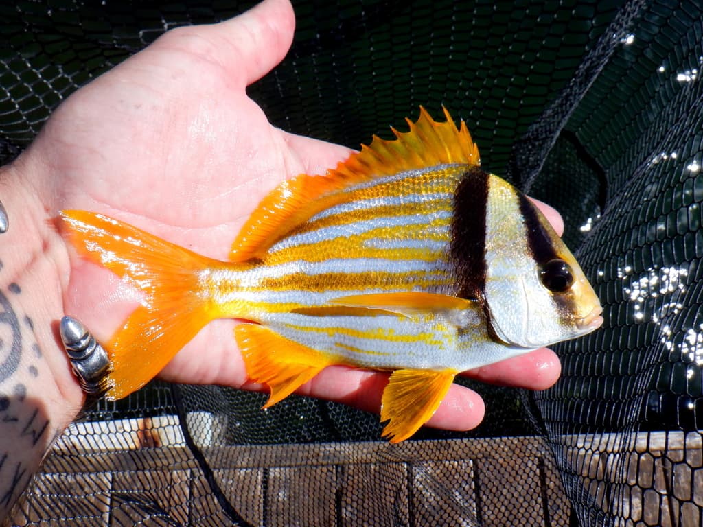 Porkfish in a marine aquarium
