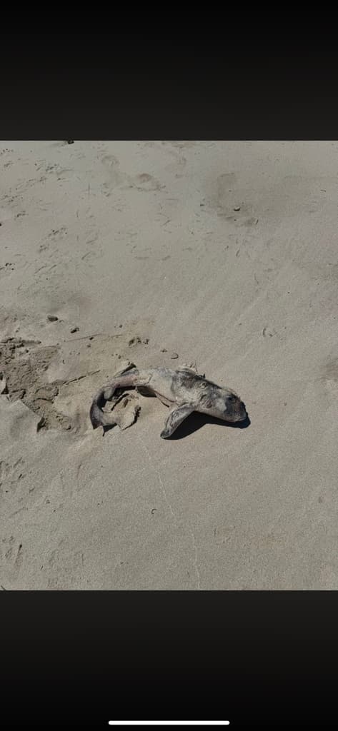 Port Jackson Shark in a marine aquarium