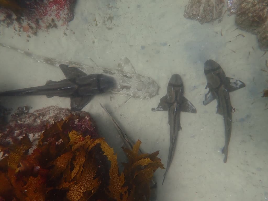 Port Jackson Shark in a marine aquarium