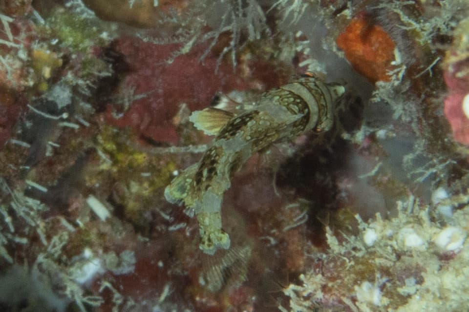 Possum Wrasse in a marine aquarium