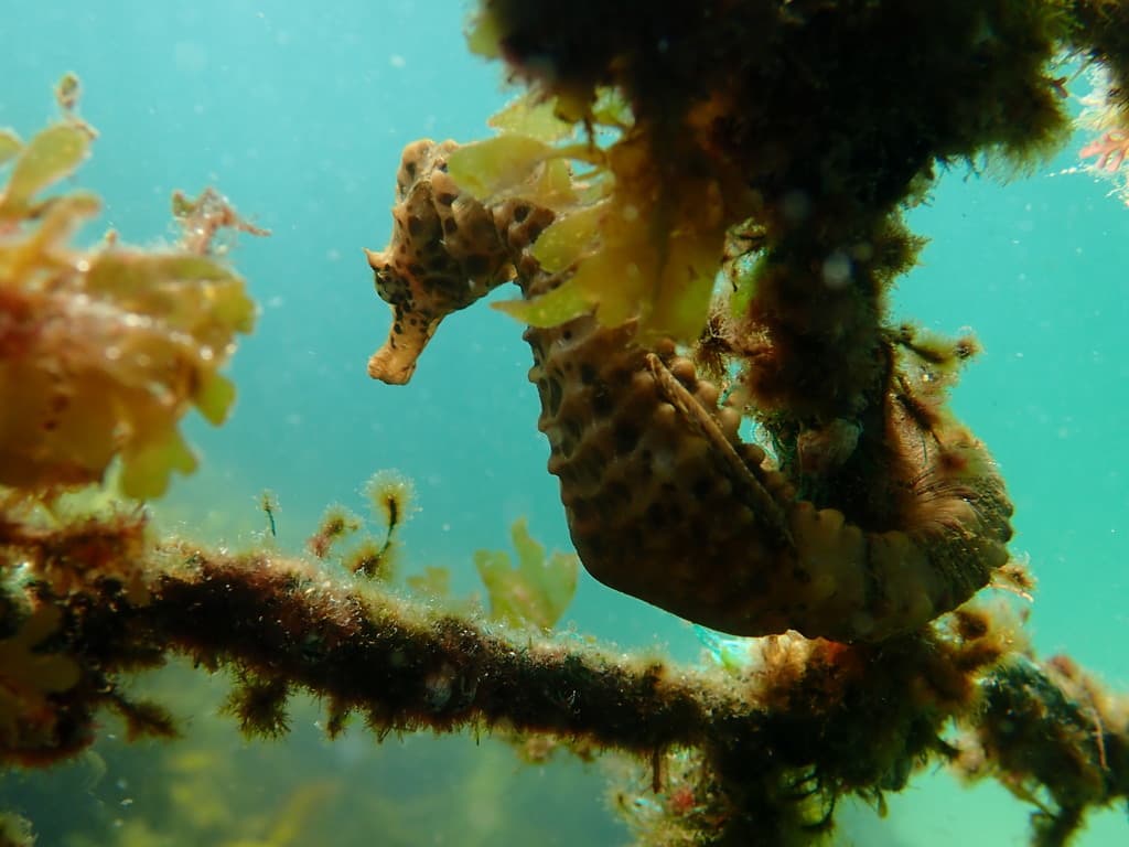Pot Belly Seahorse in a marine aquarium