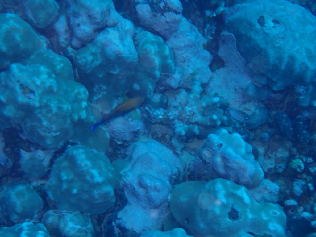 Potter's Angelfish in a marine aquarium