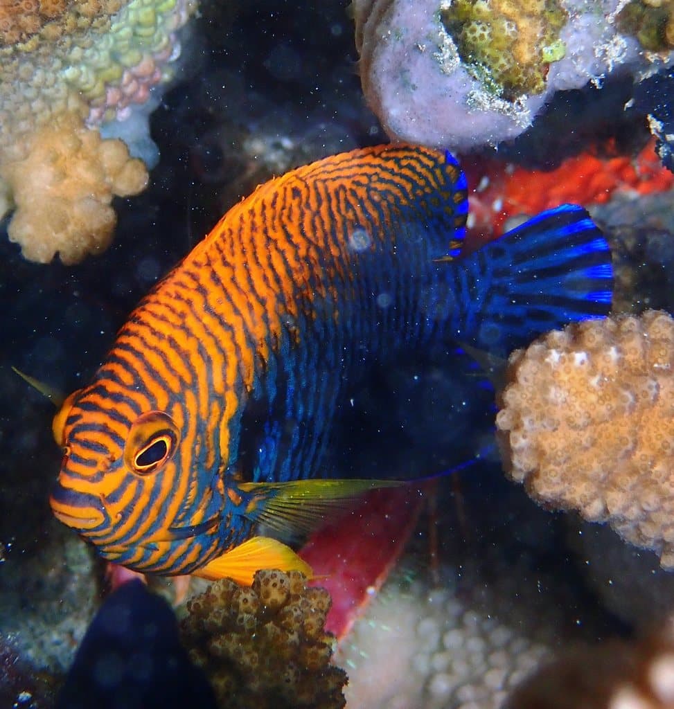 Potter's Angelfish in a marine aquarium