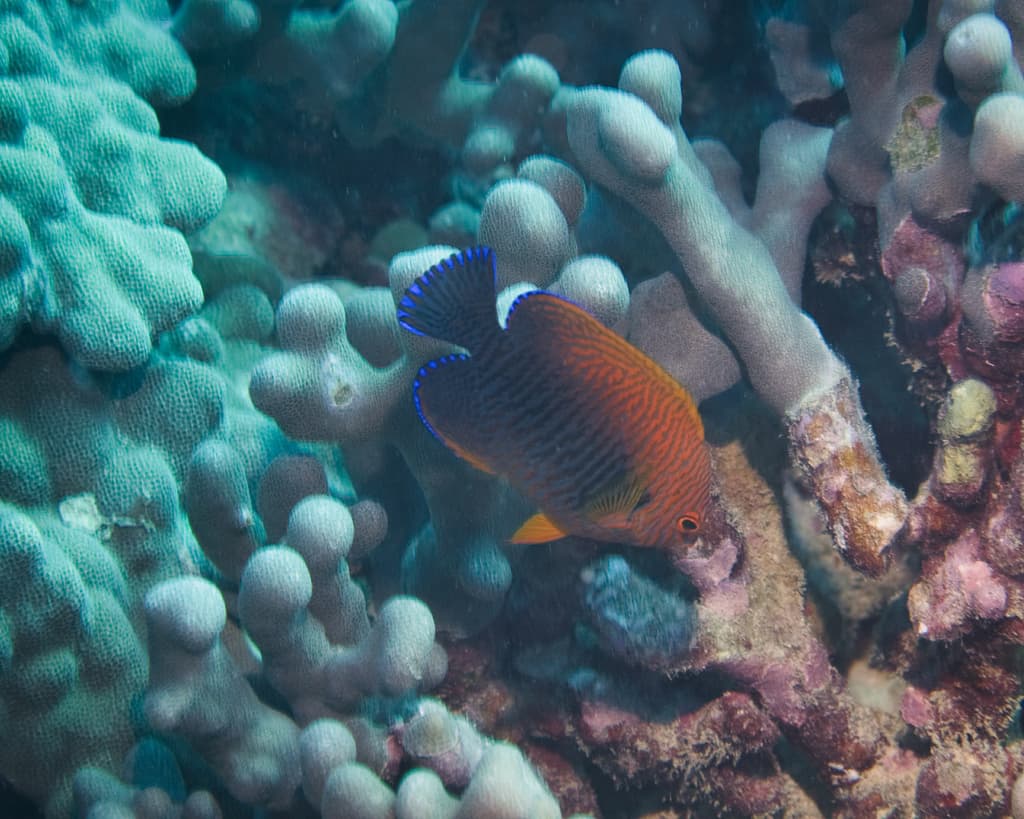 Potter's Angelfish in a marine aquarium