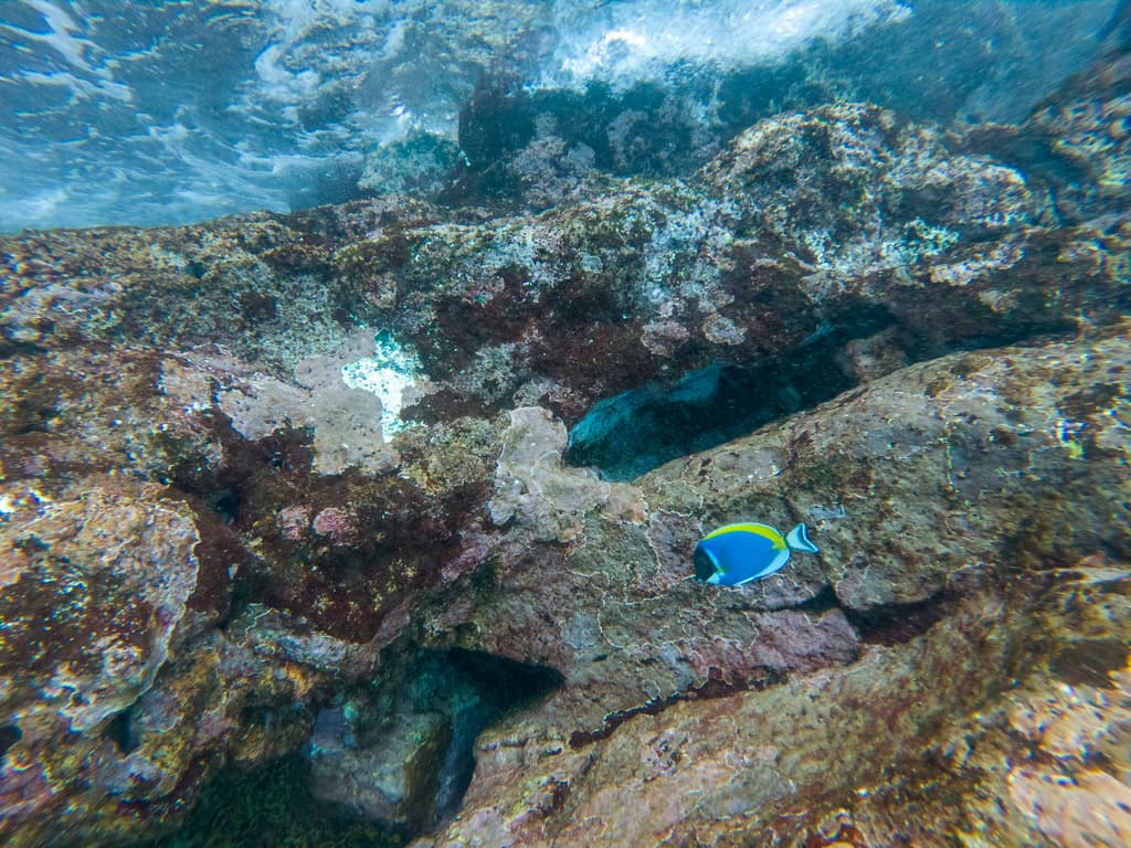 Powder Blue Surgeonfish profile view showing black face mask
