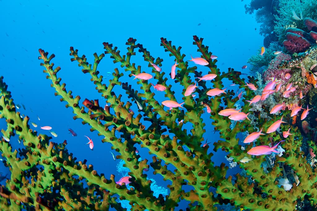 Princess Anthias in a marine aquarium