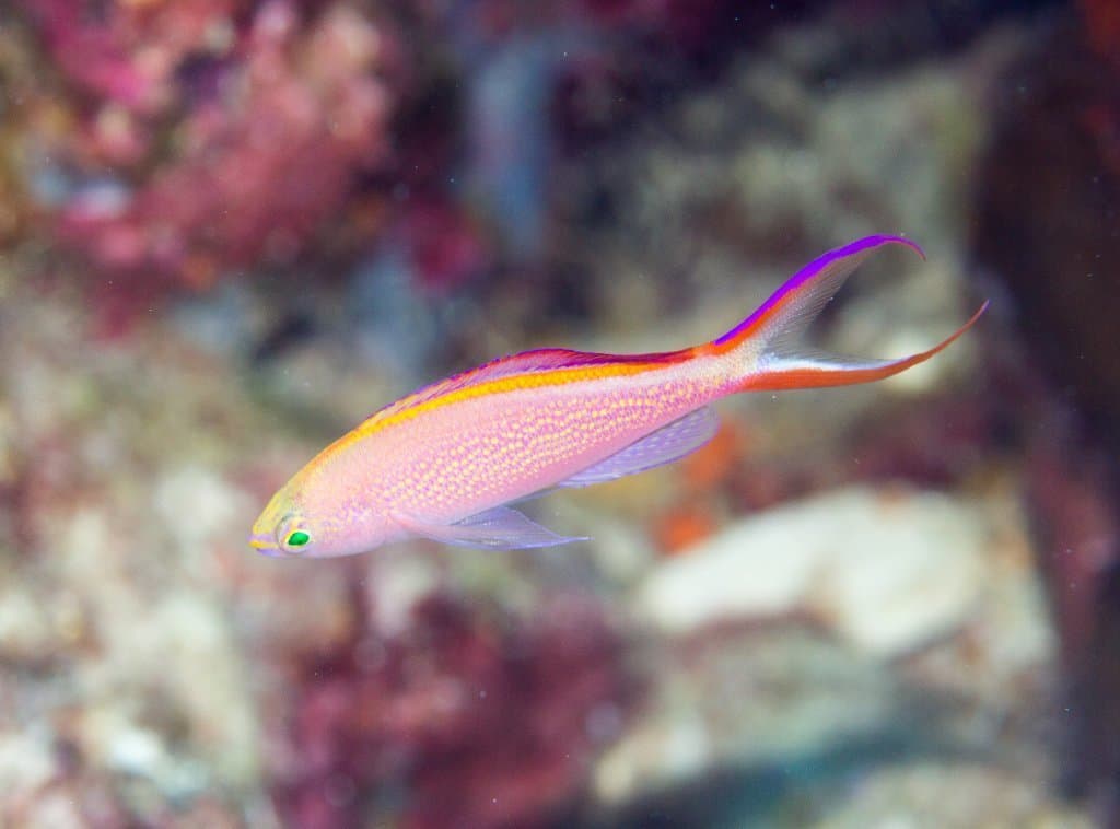 Princess Anthias in a marine aquarium