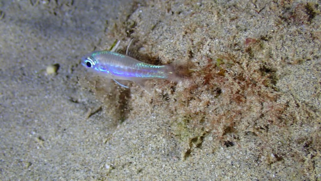 Iridescent Cardinalfish in a marine aquarium