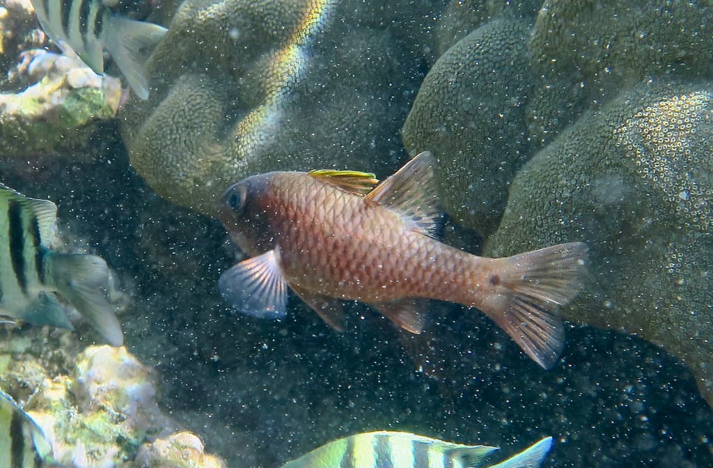 Iridescent Cardinalfish in a marine aquarium