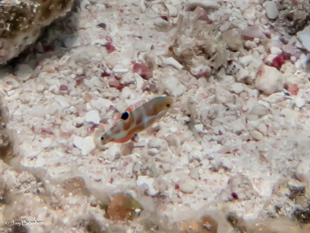 Pudding Wife Wrasse in a marine aquarium