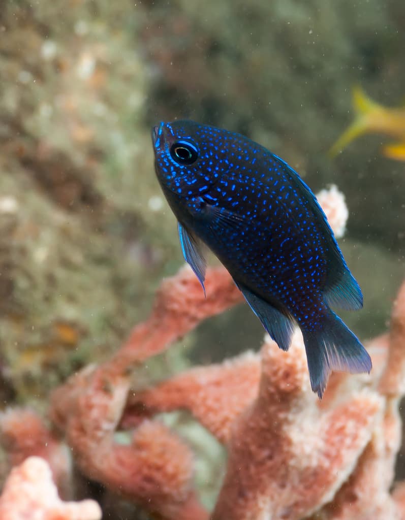 Purple Chromis in a marine aquarium