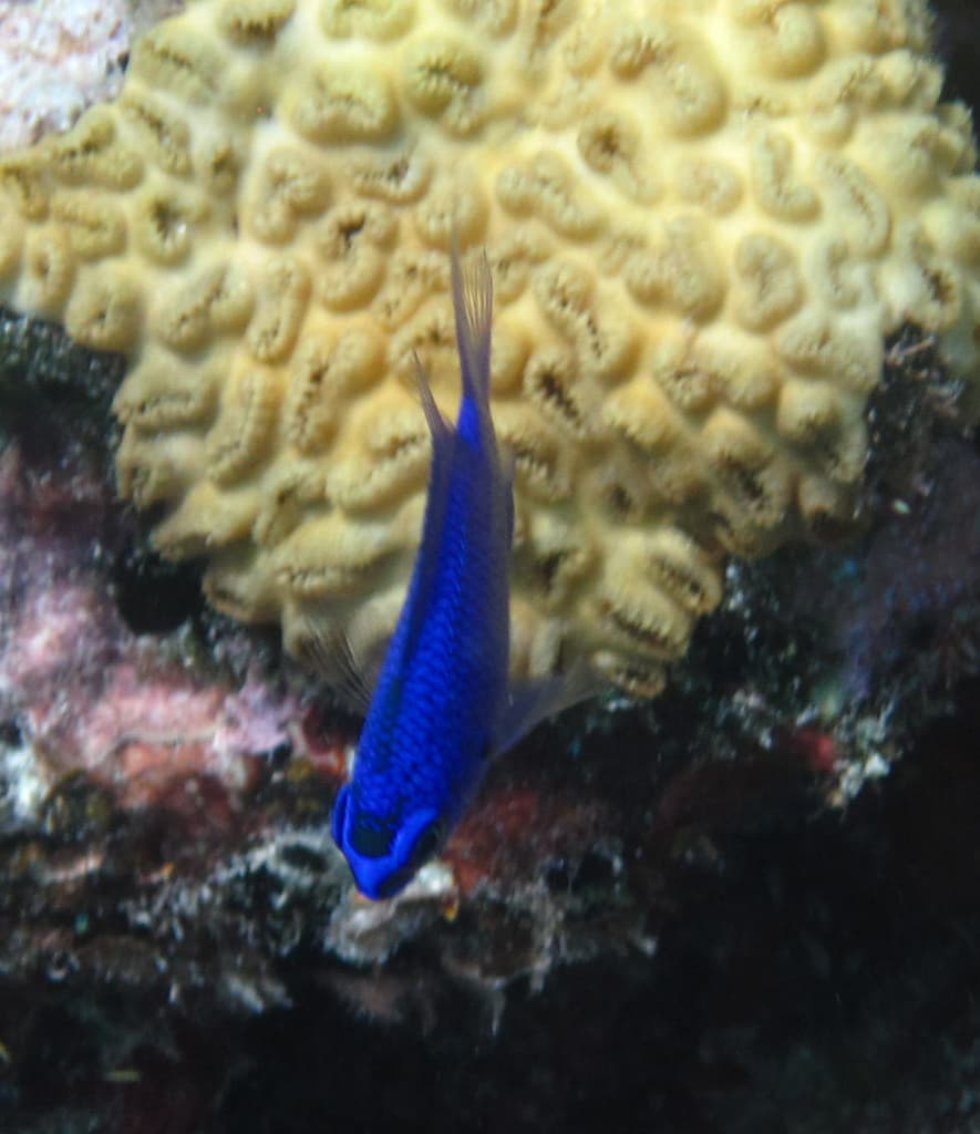 Purple Chromis in a marine aquarium