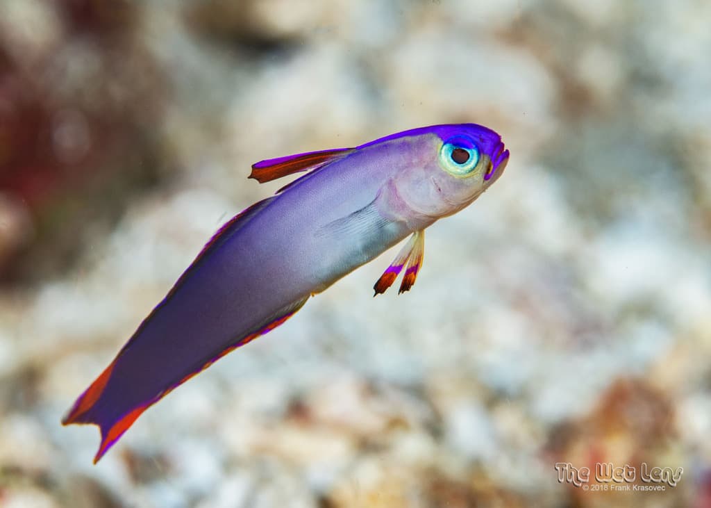 Purple Firefish in a marine aquarium