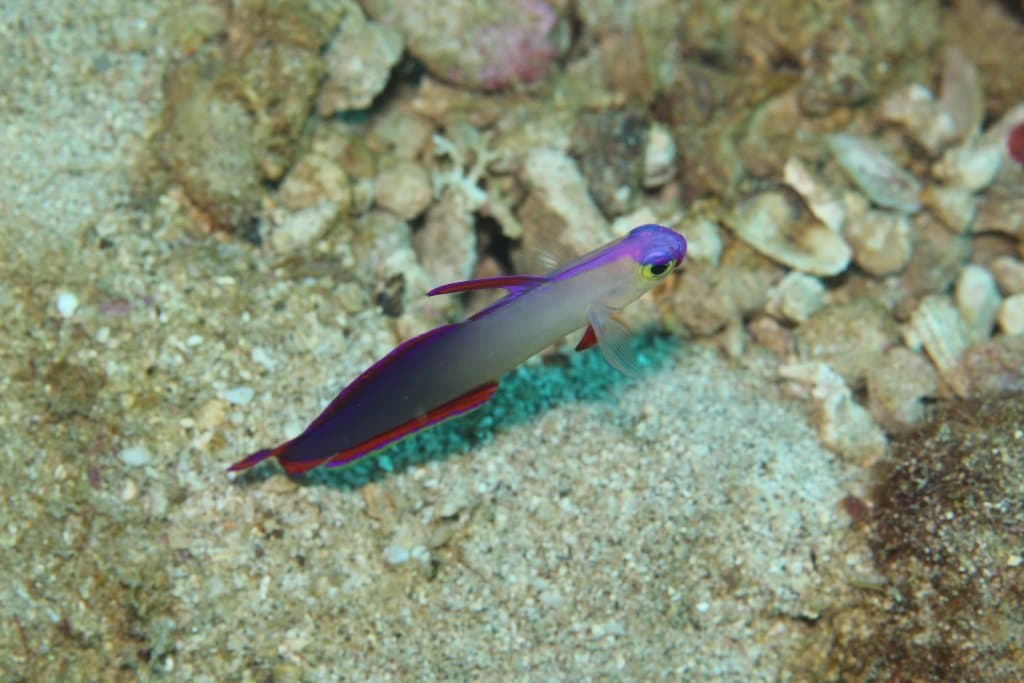 Purple Firefish in a marine aquarium