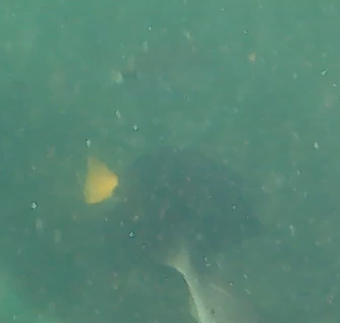 Purple Tang swimming in reef aquarium