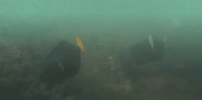 Purple Sailfin Tang profile view displaying sail-like fins