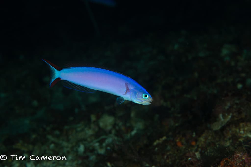 Purple Tilefish hovering above its rubble burrow