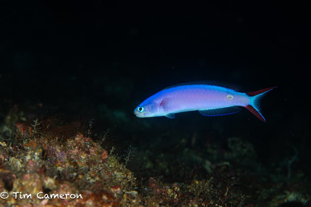 Purple Tilefish in a reef aquarium setting