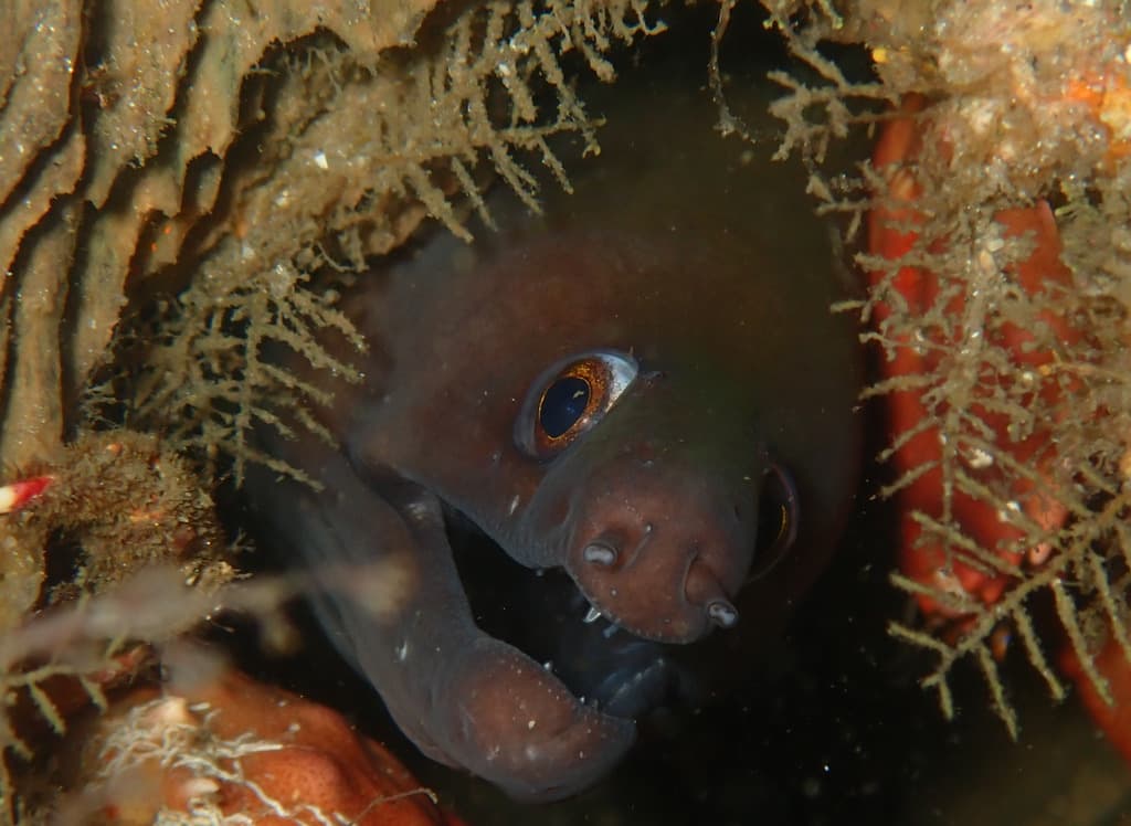 Purplemouth Moray in a marine aquarium