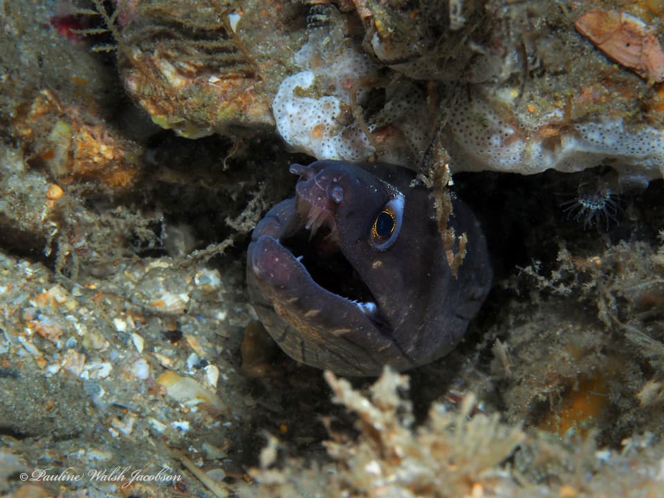 Purplemouth Moray in a marine aquarium