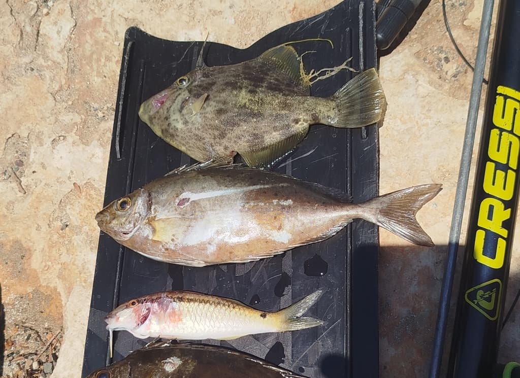 Pygmy Filefish in a marine aquarium