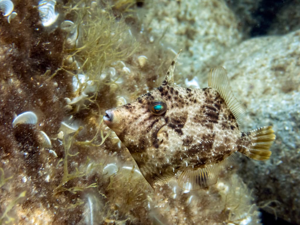 Pygmy Filefish in a marine aquarium