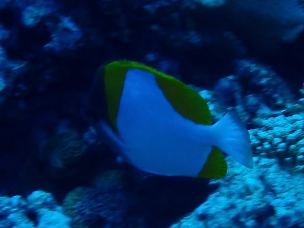 Pyramid Butterflyfish in a marine aquarium