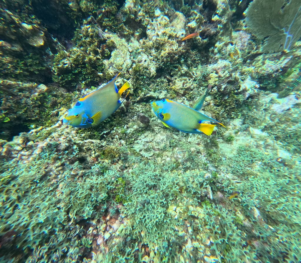 Queen Angelfish in a marine aquarium