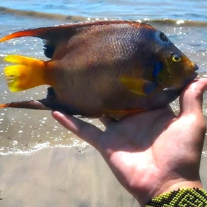 Queen Angelfish in a marine aquarium