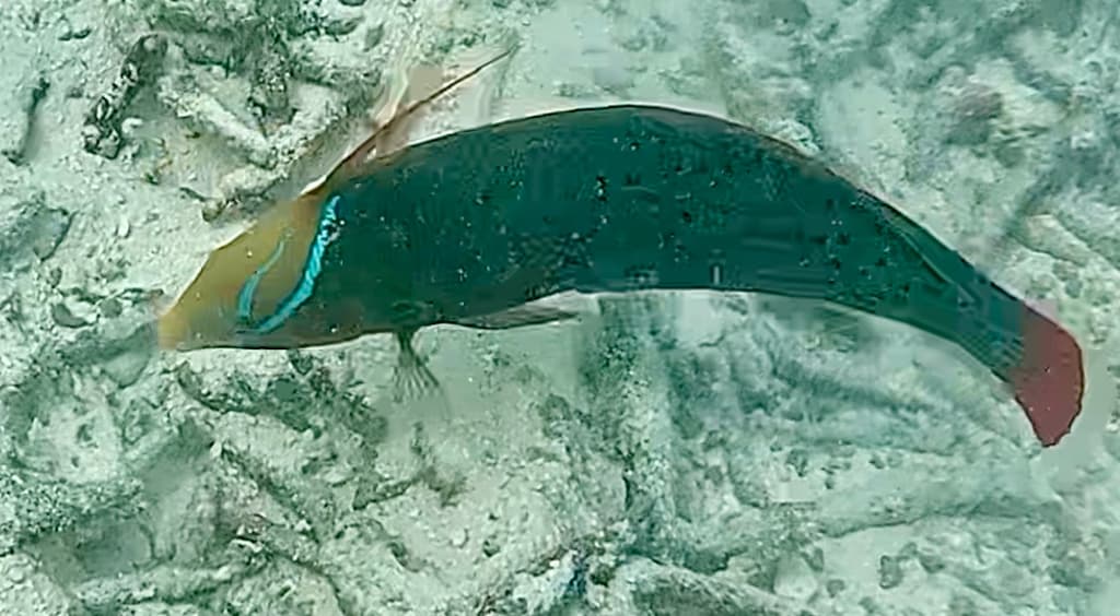 Queen Coris in a marine aquarium
