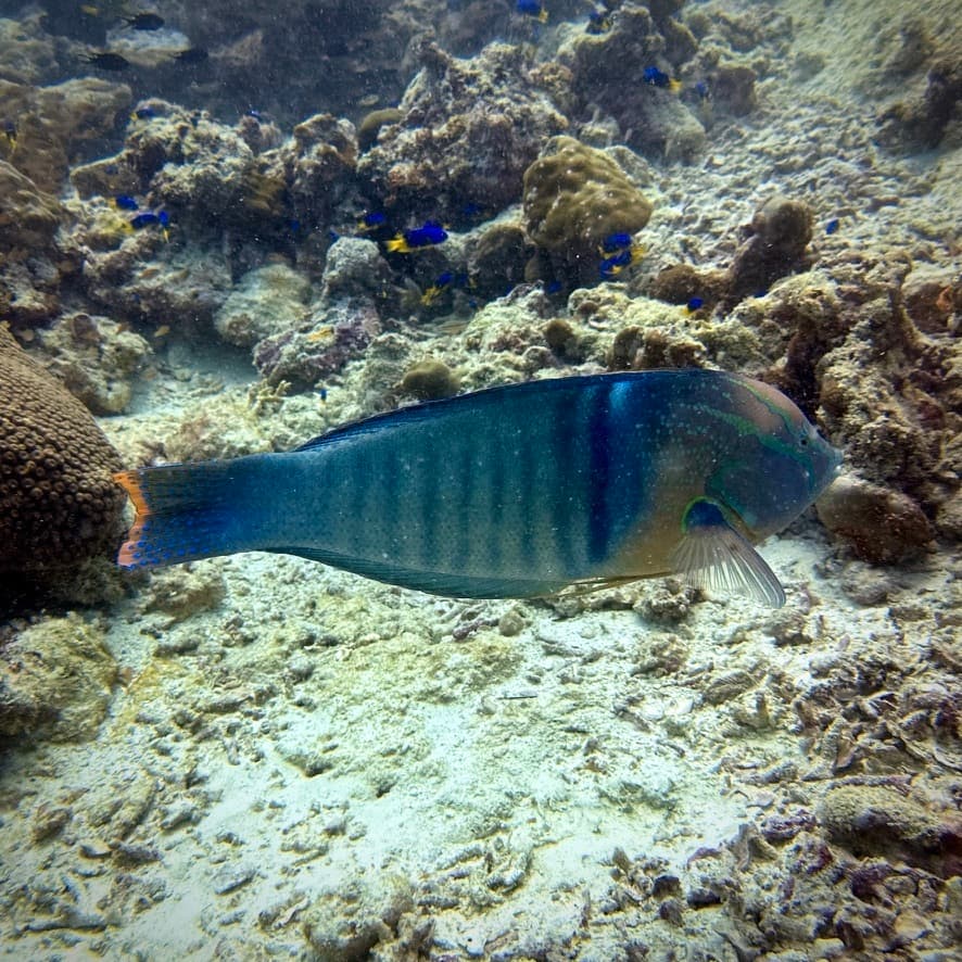 Queen Coris in a marine aquarium