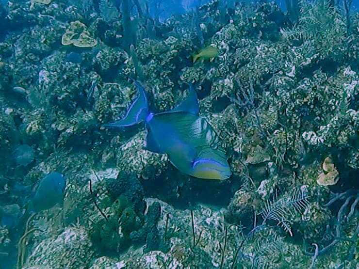 Queen Triggerfish in a marine aquarium