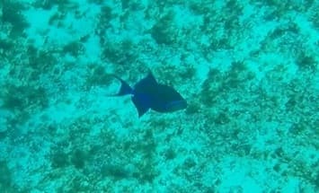 Queen Triggerfish in a marine aquarium