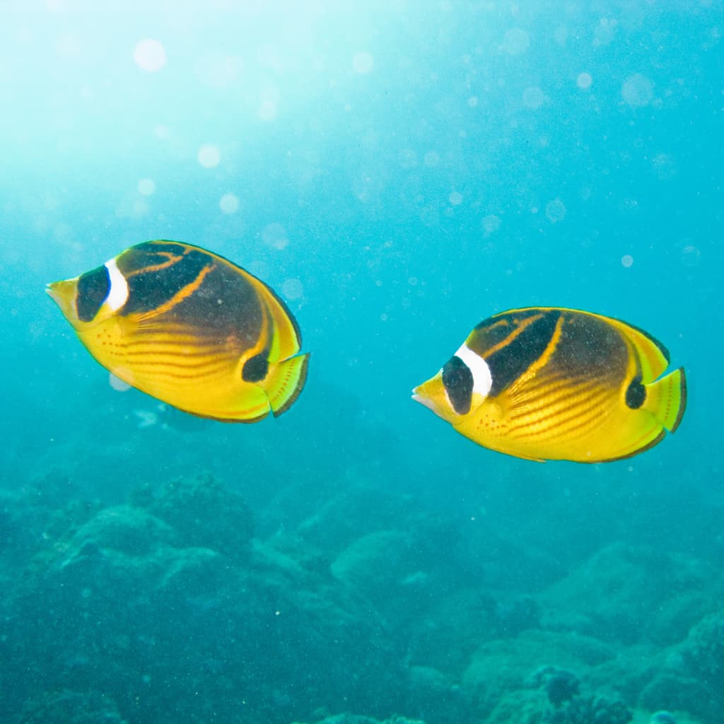 Raccoon Butterflyfish showing distinctive mask
