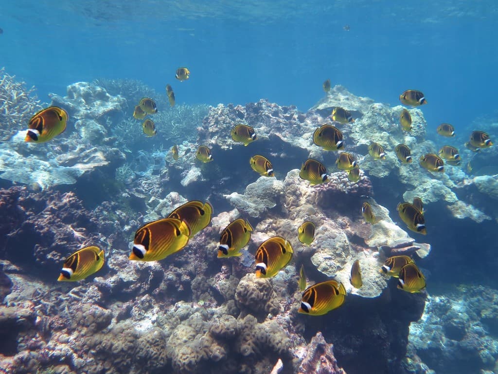 Raccoon Butterflyfish in reef