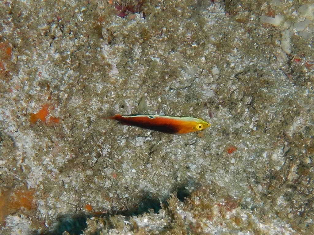 Radiant Wrasse in a marine aquarium