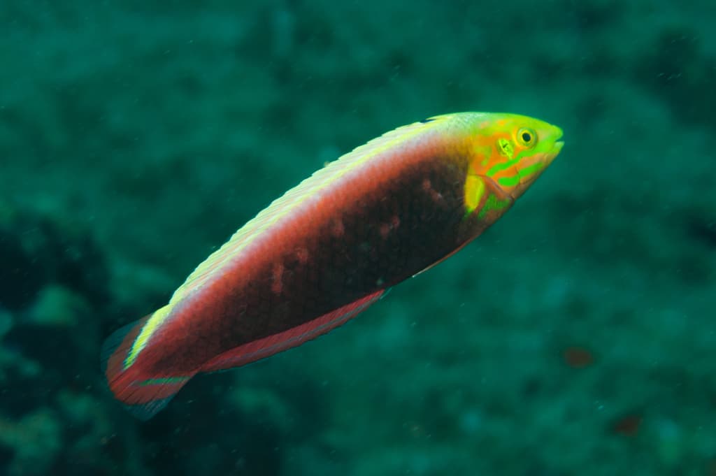 Radiant Wrasse in a marine aquarium