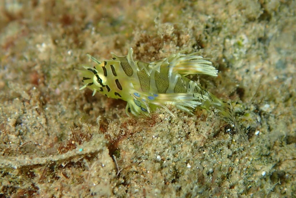 Radiata Lionfish in a marine aquarium