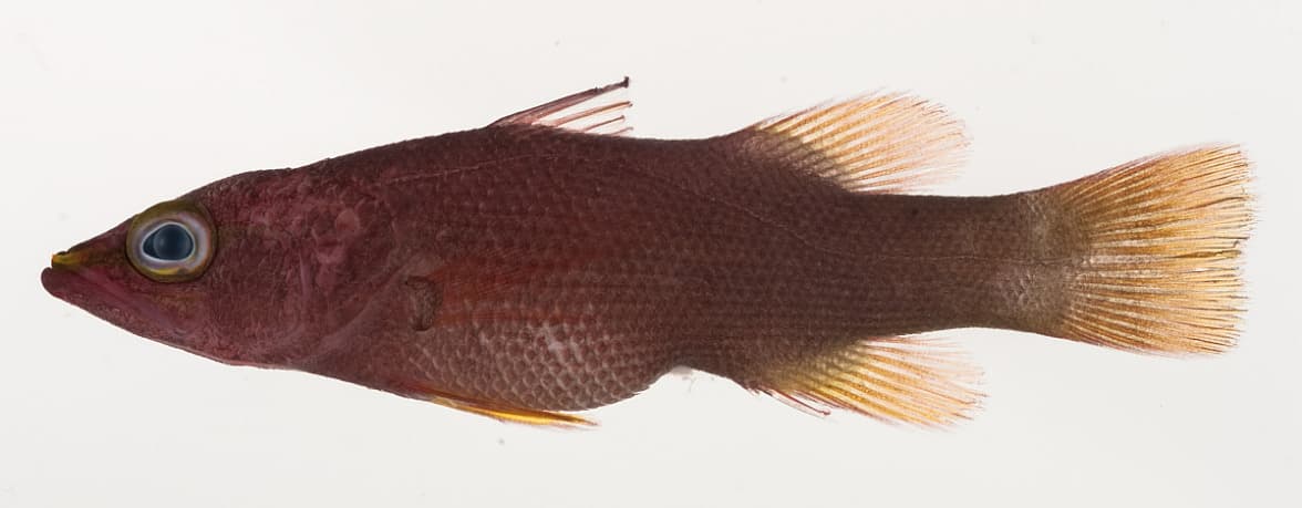 Rainford's Basslet in a marine aquarium