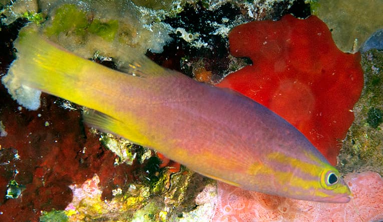 Rainford's Basslet in a marine aquarium