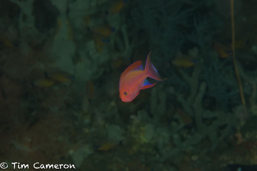 Randall's Anthias in a marine aquarium