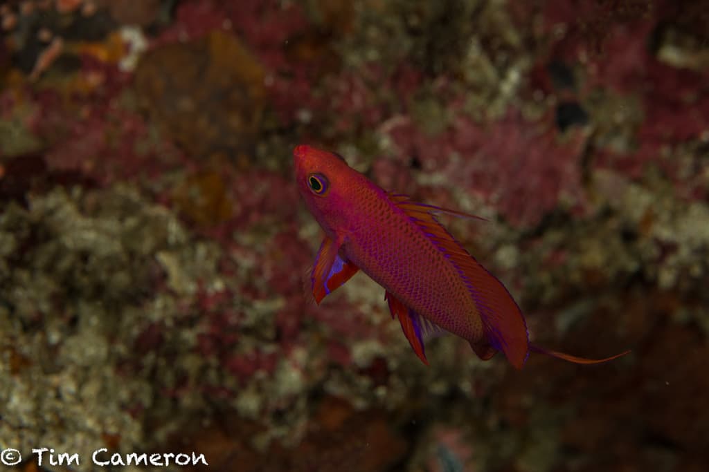 Randall's Anthias in a marine aquarium