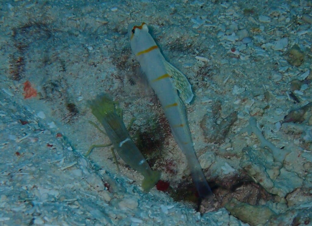 Randall's Goby in a marine aquarium