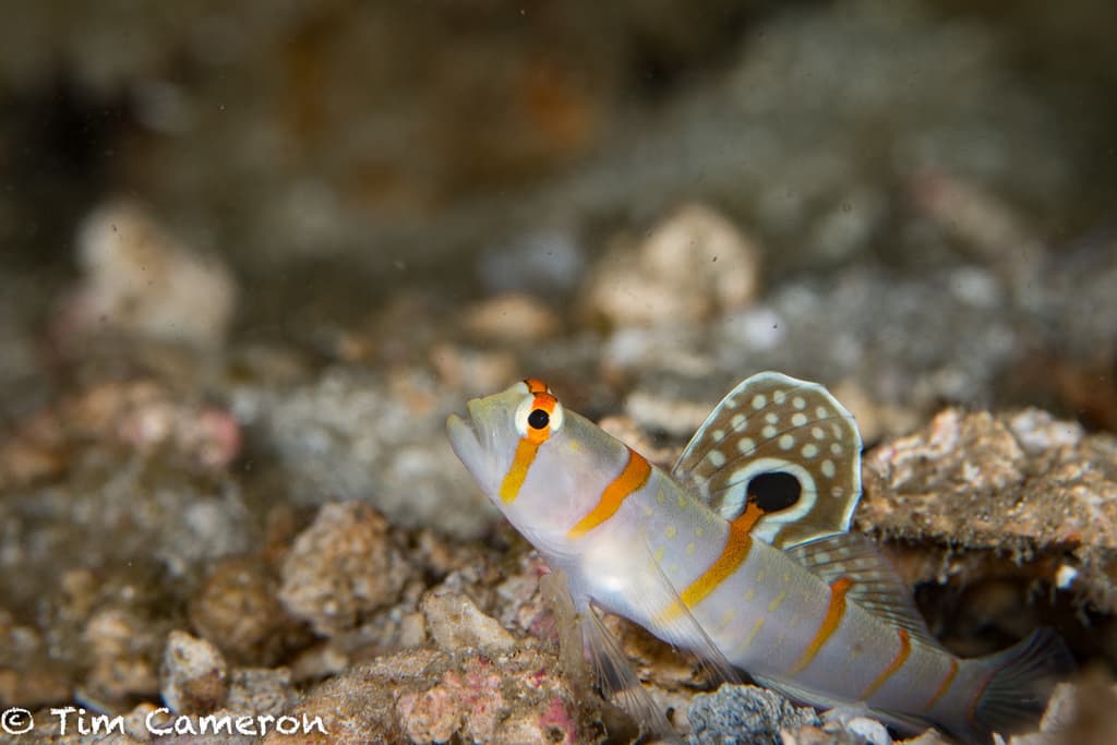 Randall's Goby in a marine aquarium