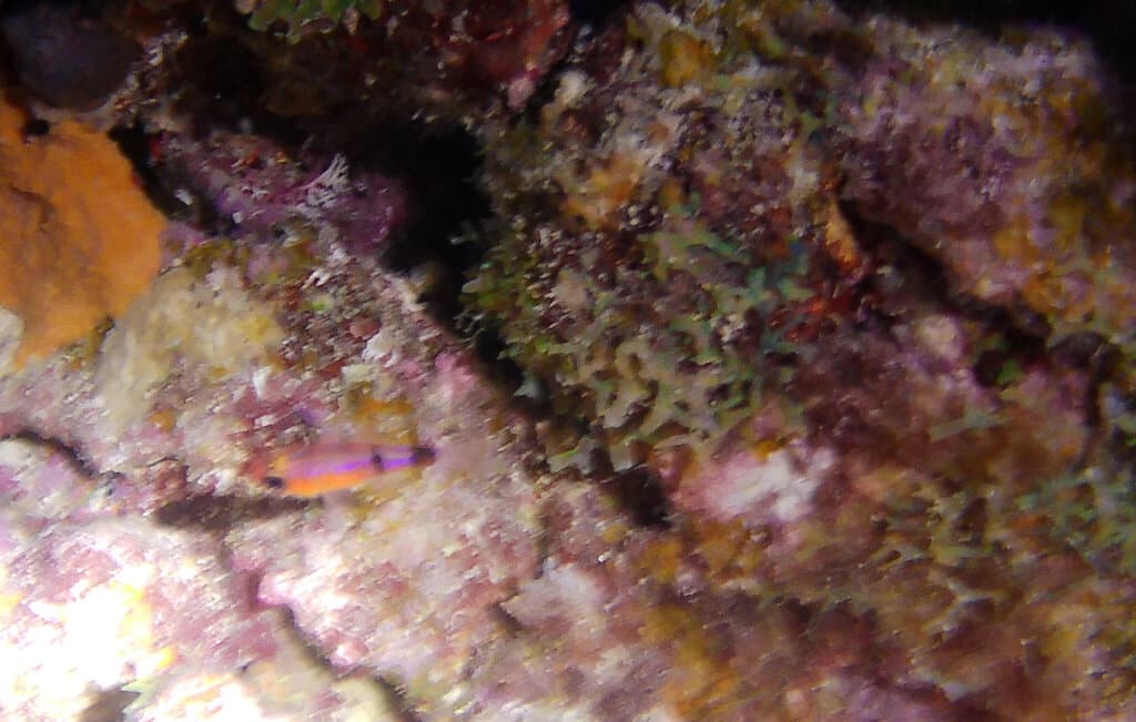 Red Belted Cardinalfish in a marine aquarium